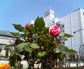 咲いた
