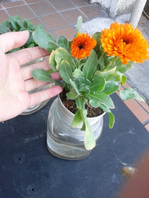 花