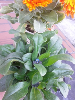 忘れな草