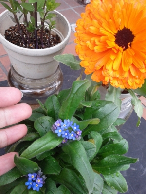 花