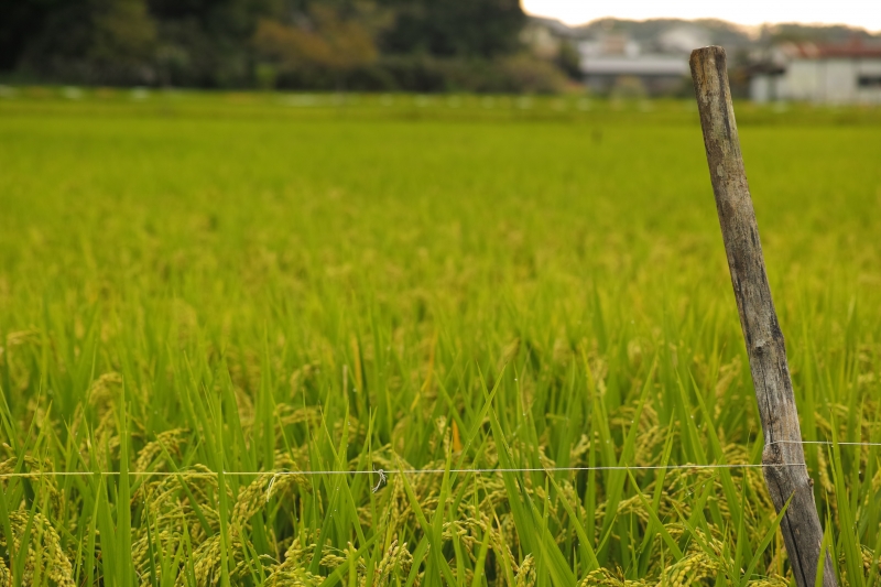 rice field.JPG