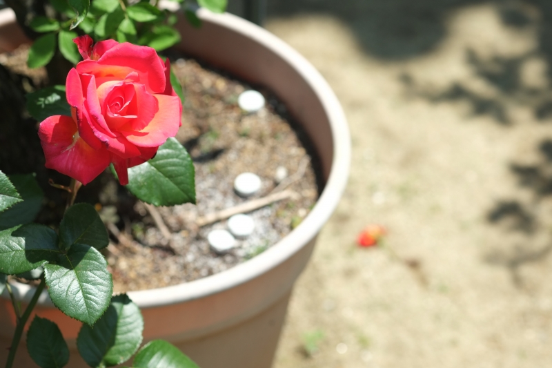 頃は初夏.JPG