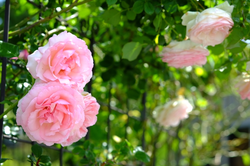 薔薇の咲く家.JPG