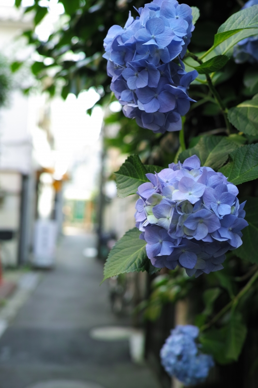 三ノ輪路地.JPG