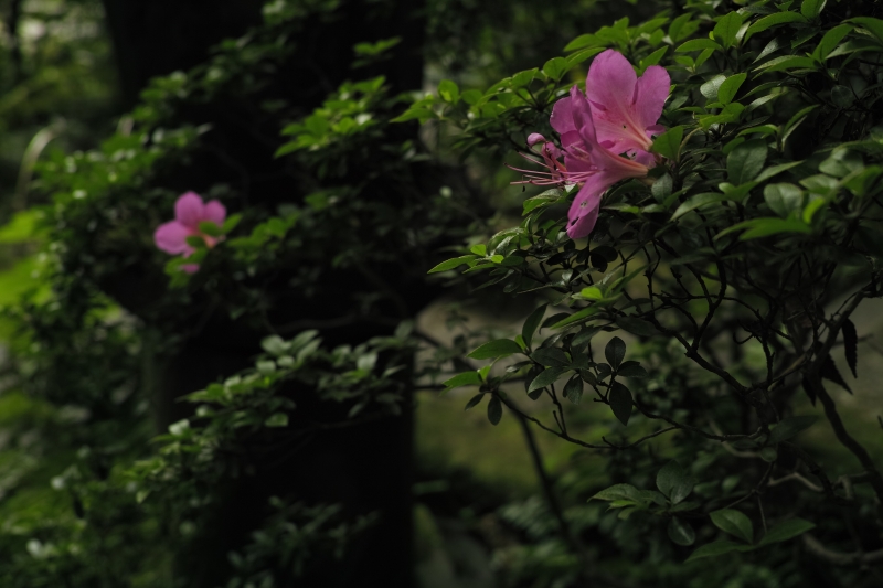 根津美山つつじ.JPG