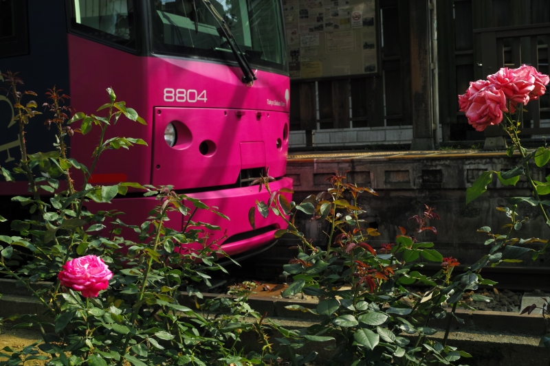 薔薇色の電車.JPG