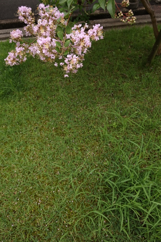 ロゼ百日紅.JPG