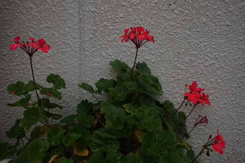 紅い花白い壁.JPG