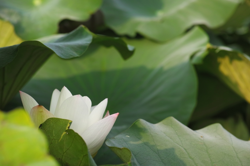 花弁の先.JPG