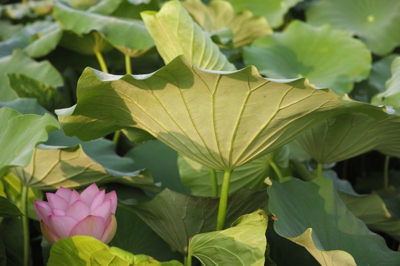待ち侘びた花.JPG