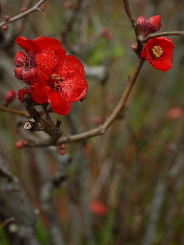 雨後の花