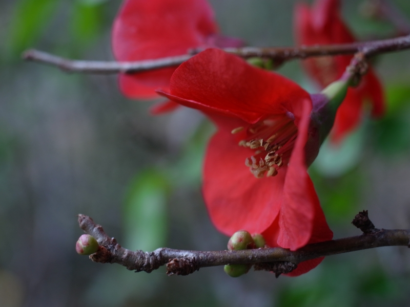草木瓜の花