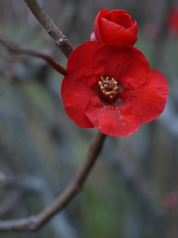 花粉多く