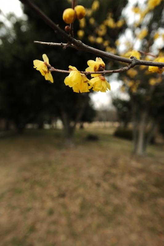 枯野の上に