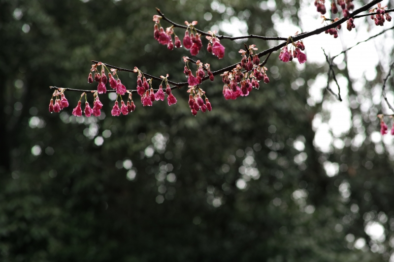 寒緋桜2020