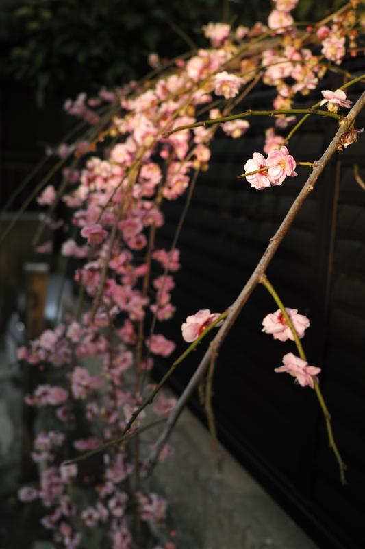 瀧咲き紅梅