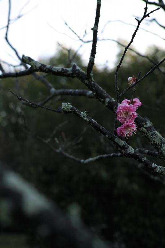 八重寒紅終盤へ
