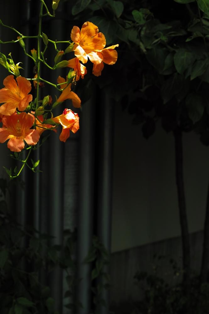 洛中凌霄花