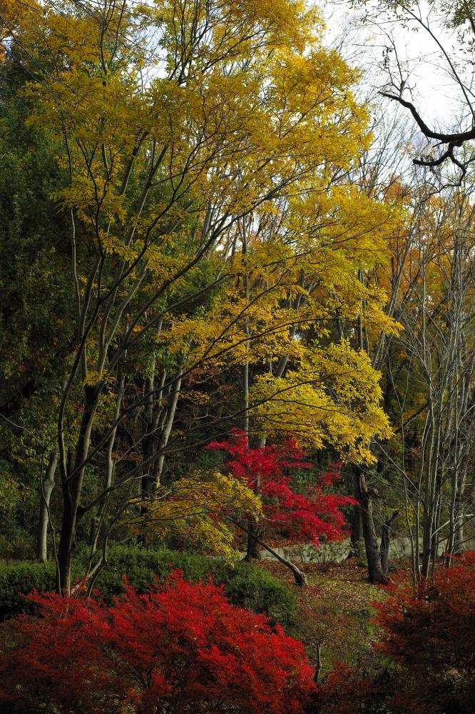 2022年11月の記事 | Fum's Photo -休日写真館-