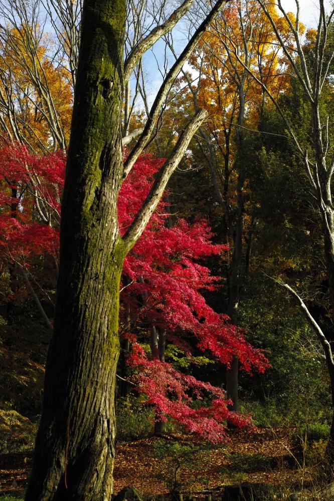 2022年11月の記事 | Fum's Photo -休日写真館-