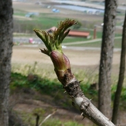 タラの芽