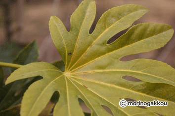 P2060686.gif