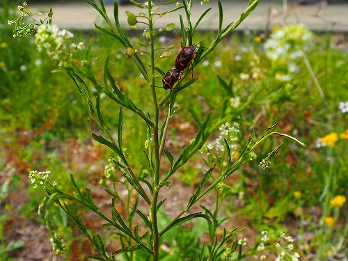 20150504-P5040815-3.jpg