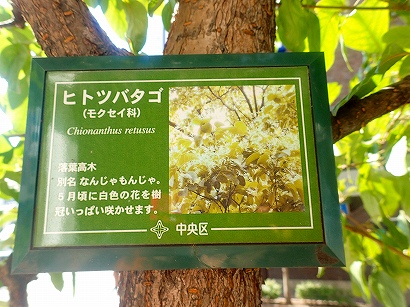 5-6ヒトツバタゴ-PA090594.jpg