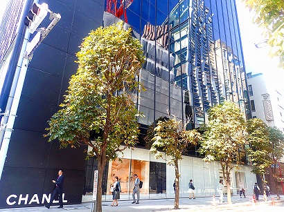 銀座の街路樹「銀座マロニエ通りのマロニエ(セイヨウトチノキ 銀座の街路樹「銀座マロニエ通りのマロニエ(セイヨウトチノキ
