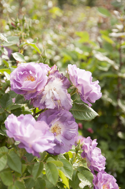 DSC_9101.jpg