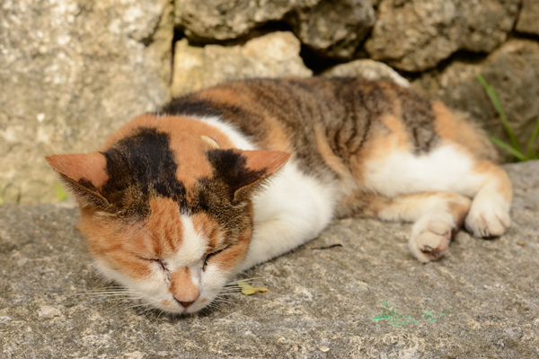 DSC_0701.jpg