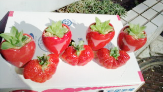 かわいらしい多肉植物が植え込まれたいちごのポットでした!