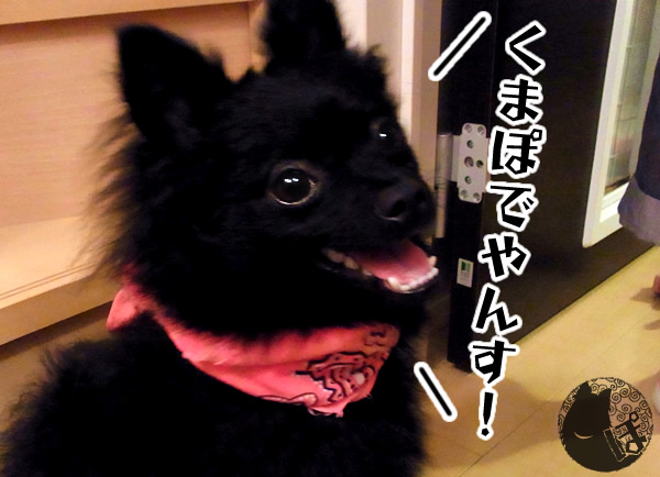 初めまして。くまぽでやんす!