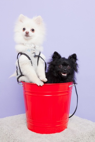 showPicture5.jpg