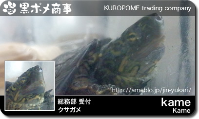 card_015Kame.jpg