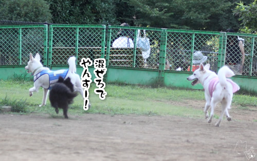 大きい子 小さい子 黒ポメなるままに くまぽでやんす