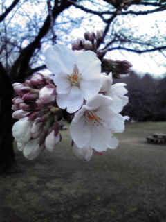 20100323103756.jpg