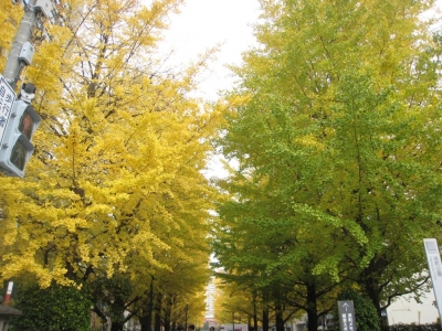 明治座_銀杏