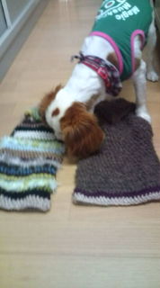 20110527101708.jpg