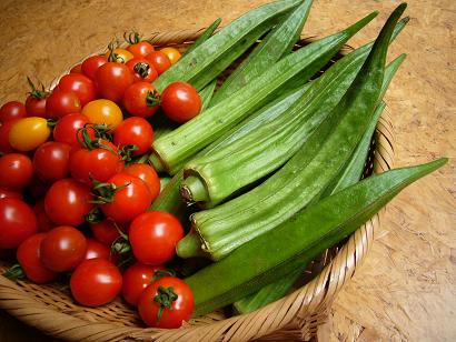 おうち菜園 家庭菜園 オクラ 無農薬野菜