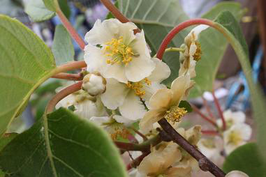 キウイ 家庭菜園