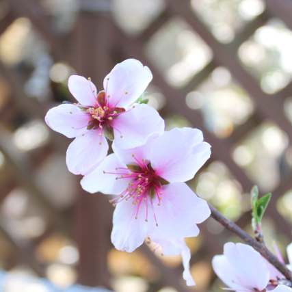 アーモンドの花 家庭菜園 ガーデニング