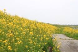 菜の花
