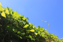 ホップ フェンス 秋の空