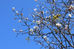 冬の桜 12月の桜 桜