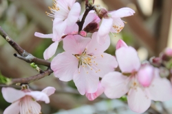 アーモンドの花 アーモンド ガーデニング