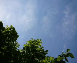 ハナミズキ 空 ガーデニング