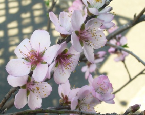 アーモンドの花 アーモンド