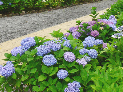 2012年風頭公園 紫陽花1