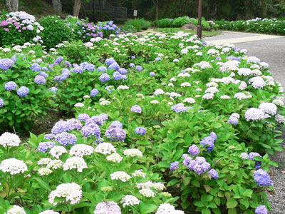 2012年風頭公園 紫陽花2